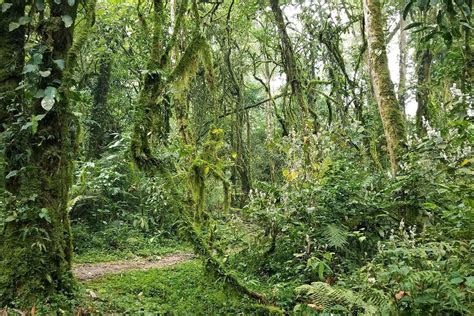 Guide To Plants In Uganda Common Ugandan Flora Nkuringo Safaris