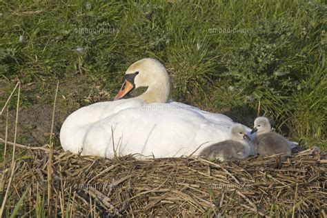 Mute Swan Cygnus Olor Adult Female With Two Cygnets Sitti