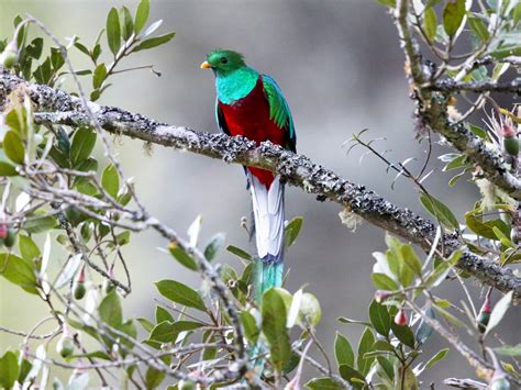 The Male Resplendent Quetzal Bird - Kenmure