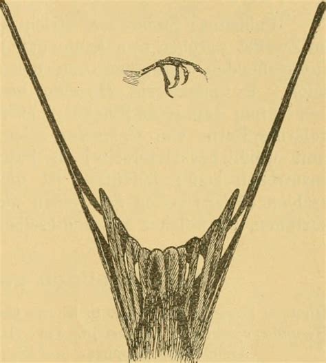 Image from page 890 of Vögel der paläarktischen Fauna Flickr