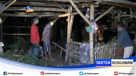 Antisipasi Pencurian Ternak Jelang Idul Adha Peternak Di Tuban Jaga