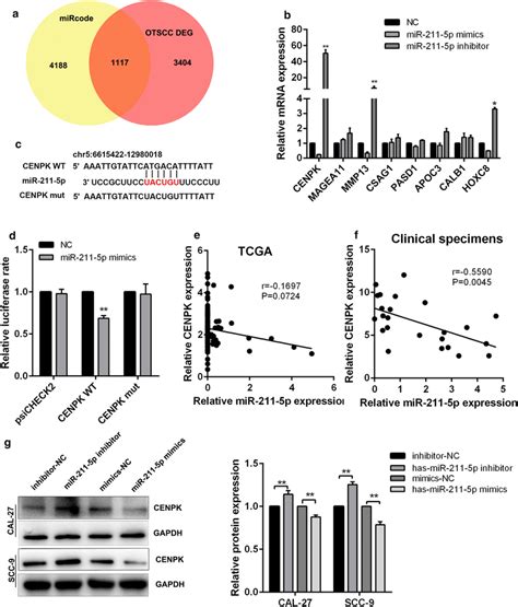 Mir 211 5p Binds To Cenpk And Represses Its Expression A The