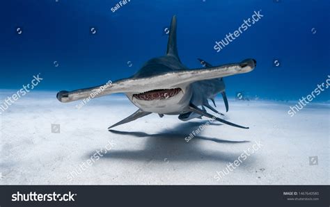 1,190 Great Hammerhead Images, Stock Photos & Vectors | Shutterstock