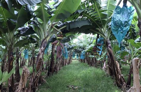 Pollution au chlordécone aux Antilles le Sénat très critique sur l