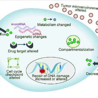 Different Mechanisms Involved In Anticancer Drug Resistance