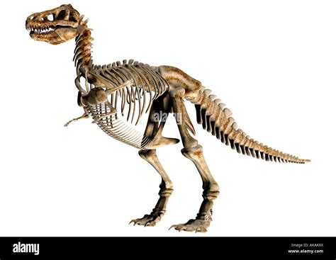 Tyrannosaurus Rex Scheletro Di Dinosauro Immagini E Fotografie Stock Ad