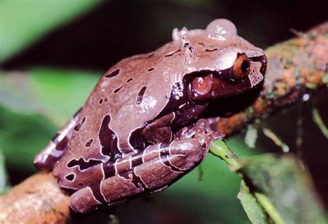 Spiny Headed Tree Frog Alchetron The Free Social Encyclopedia