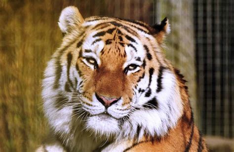 200+ Tiger Names and Meanings - A-Z Animals