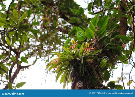 Orchids in the Rainforest stock photo. Image of ecology - 56917986