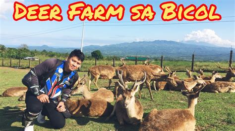 Deer Farm In Bicol Youtube