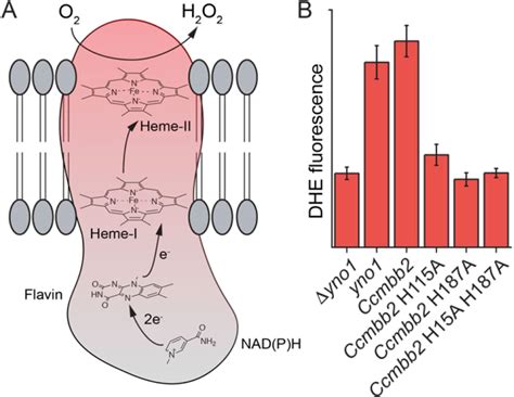 Figure From Genetic And Biochemical Reconstitution Of Bromoform