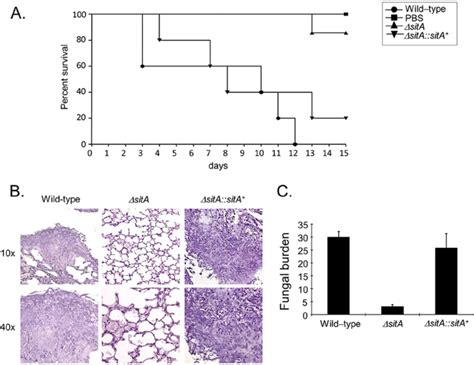 The A Fumigatus Sita Strain Contributes To Virulence In Neutropenic