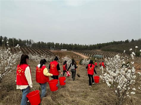 徽商职业学院联合紫蓬镇农兴社区开展植树活动 徽商职业学院学生处（团委）