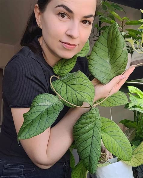 Anna Czaplińska on Instagram: “🌿Hoya meredithii 'Ted Green'🌿⠀ ⠀ Moja ...