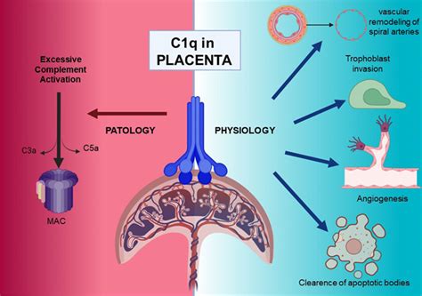 A Non Redundant Role Of Complement Protein C1q In Normal And Adverse