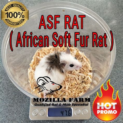 Jual Tikus Putih Asf Rat African Soft Fur Rat Size Large 41 50 Gr