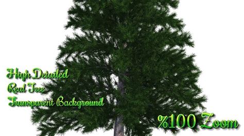 Real Abies Sibirica Cliparts Realistic Tree Photoshop Overlay Png