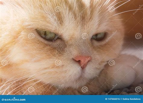 El Gato De Gato Atigrado Poner Crema Lindo Descansa Su Cabeza En La