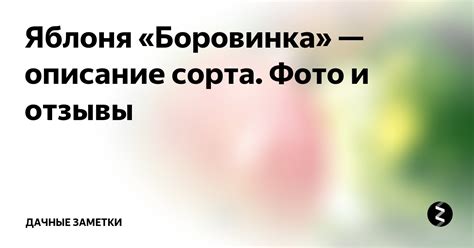 Яблоня «Боровинка» — описание сорта. Фото и отзывы | Дачные заметки | Дзен