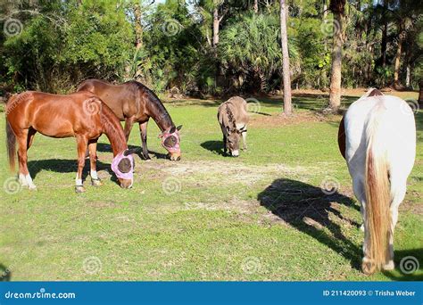 Drei Pferde Und Ein Esel Stockbild Bild Von Florida