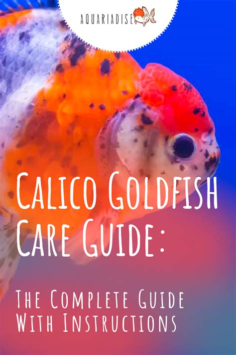 Calico Goldfish (Carassius auratus) Care Sheet & Information