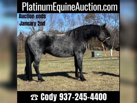 Friesian horses Gelding 4 years 17 hh Roan-Blue in Bloomington IN