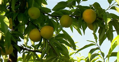 Agronegócios Clima prejudica a qualidade do pêssego cultivado no RS