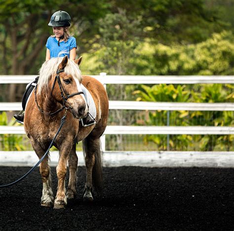 Shetland Pony With Saddle Stock Photos, Pictures & Royalty-Free Images ...