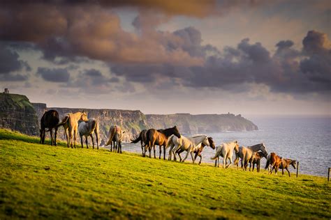 Wild Horses George Karbus Photography