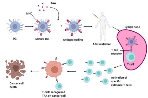 Cancers Free Full Text Advances In Anti Cancer Immunotherapy Car T