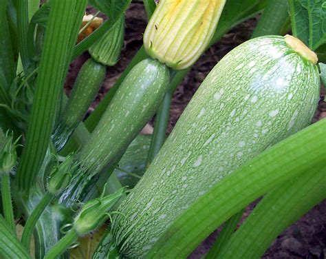 Grey Zucchini Seeds | Mexican Gray Zucchini Summer Squash Kousa Calabacita Courgette Marrow ...