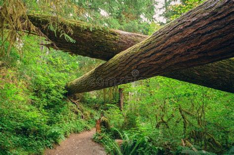 Hall of Mosses in the Hoh Rainforest of Olympic National Park Stock Photo - Image of flora ...