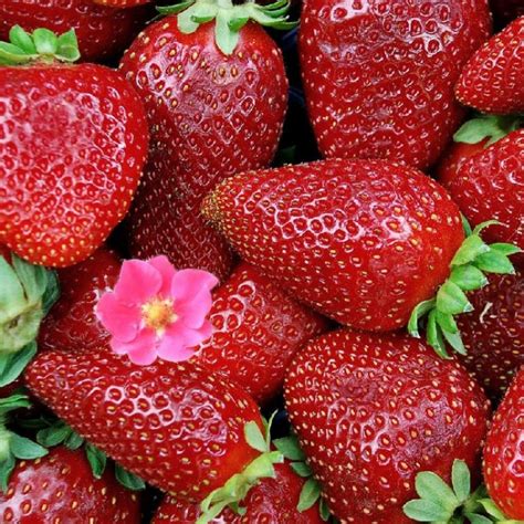 Ампельная клубника с розовыми цветами: уход и выращивание, фото