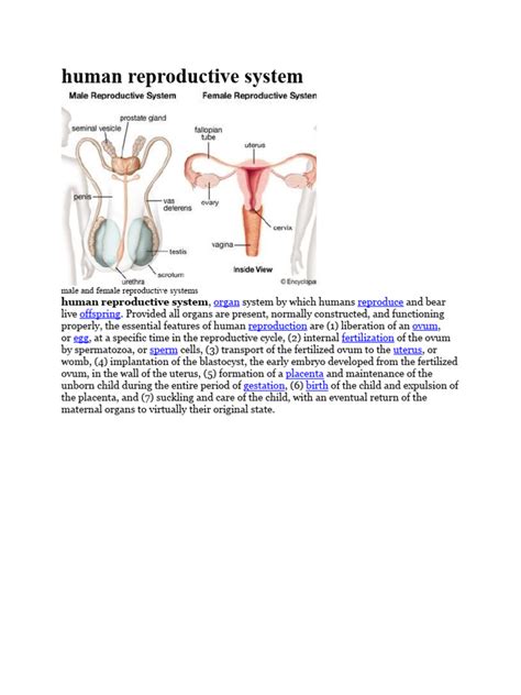 Human Reproductive System | Download Free PDF | Reproductive System ...