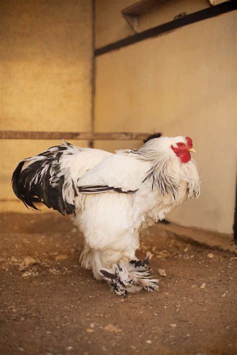 Big White Rooster Stock Photo Image Of Cell Unique 39914352