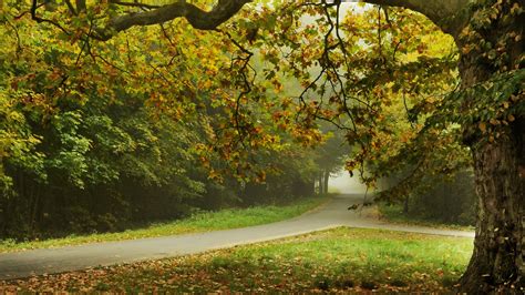 Wallpaper Autumn, trees, park, road, leaves 2560x1600 HD Picture, Image