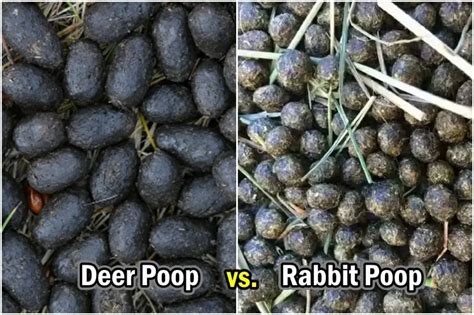 Is Deer Poop Harmful To Dogs