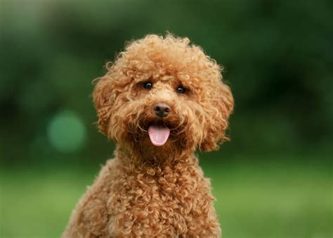 miniature poodles eat breed specific nutrition tips lyka blog