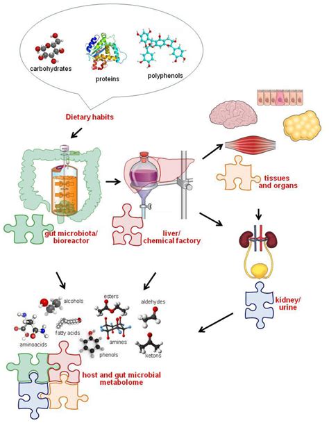 Ijms Free Full Text Meta Omic Platforms To Assist In The