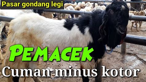 Update Harga Kambing Hari Ini Pasar Hewan Gondang Legi Malang