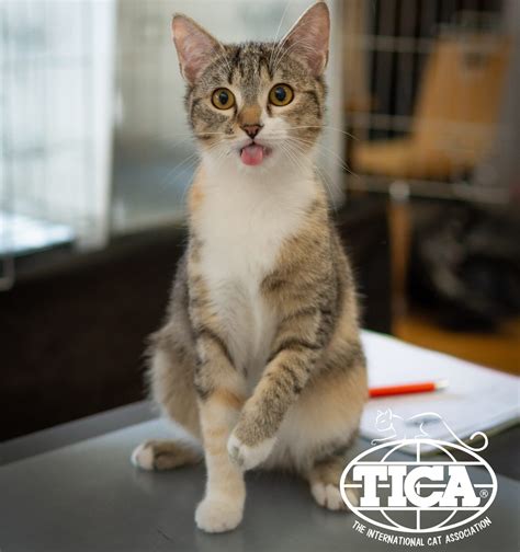 The Science Behind Cat Kneading: Understanding Feline Behavior - TICA