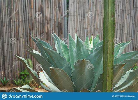 Base De La Planta De Agave Potatorum Del Mezcal Mexicano Imagen De