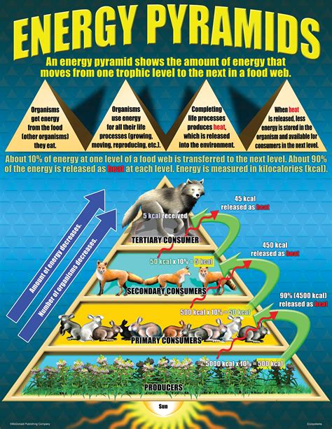Temperate Deciduous Forest Energy Pyramid The Oak Triangle, Showing