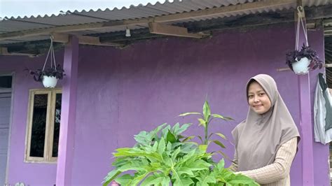 JUMPA MAMAH MUDA CANTIK ANAK SATU DI KAMPUNG SUNDA SUKABUMI JAWA BARAT