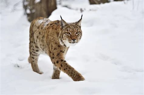 A Swedish Lynx Stock Photo By ©cjdahl 91553052