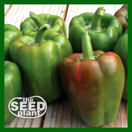 California Wonder Bell Pepper – The Seed Plant