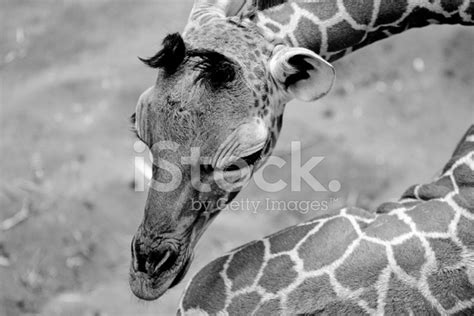 Giraffe Calf Stock Photo | Royalty-Free | FreeImages