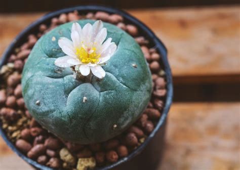 Cómo Cuidar Un Cactus Peyote