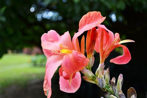 flower pink 5