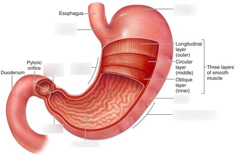 Diagram Of Digestive Stomach Quizlet